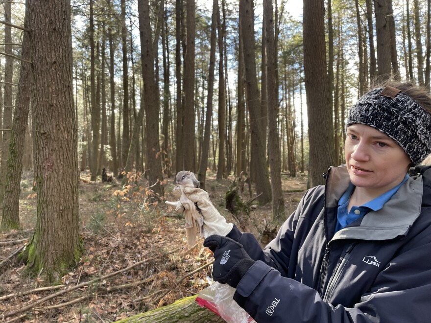 Renae Swayser holds a southern flying squirrel.