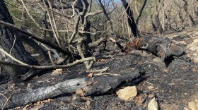 Blue Mountain Fire aftermath