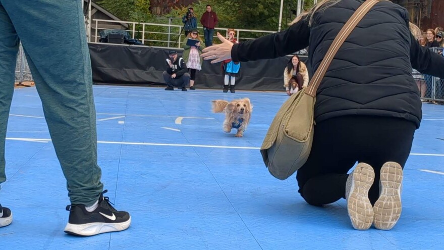 A blonde colored wiener dog approaches the finish line of a race, with her opponent still lingering by the starting line