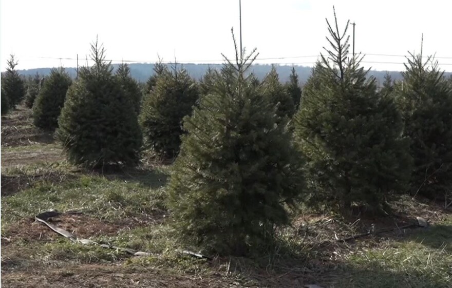 live-christmas-trees
