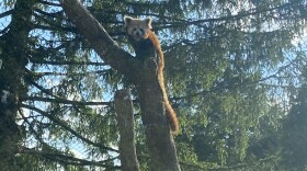 Red Pandas Lehigh Valley Zoo