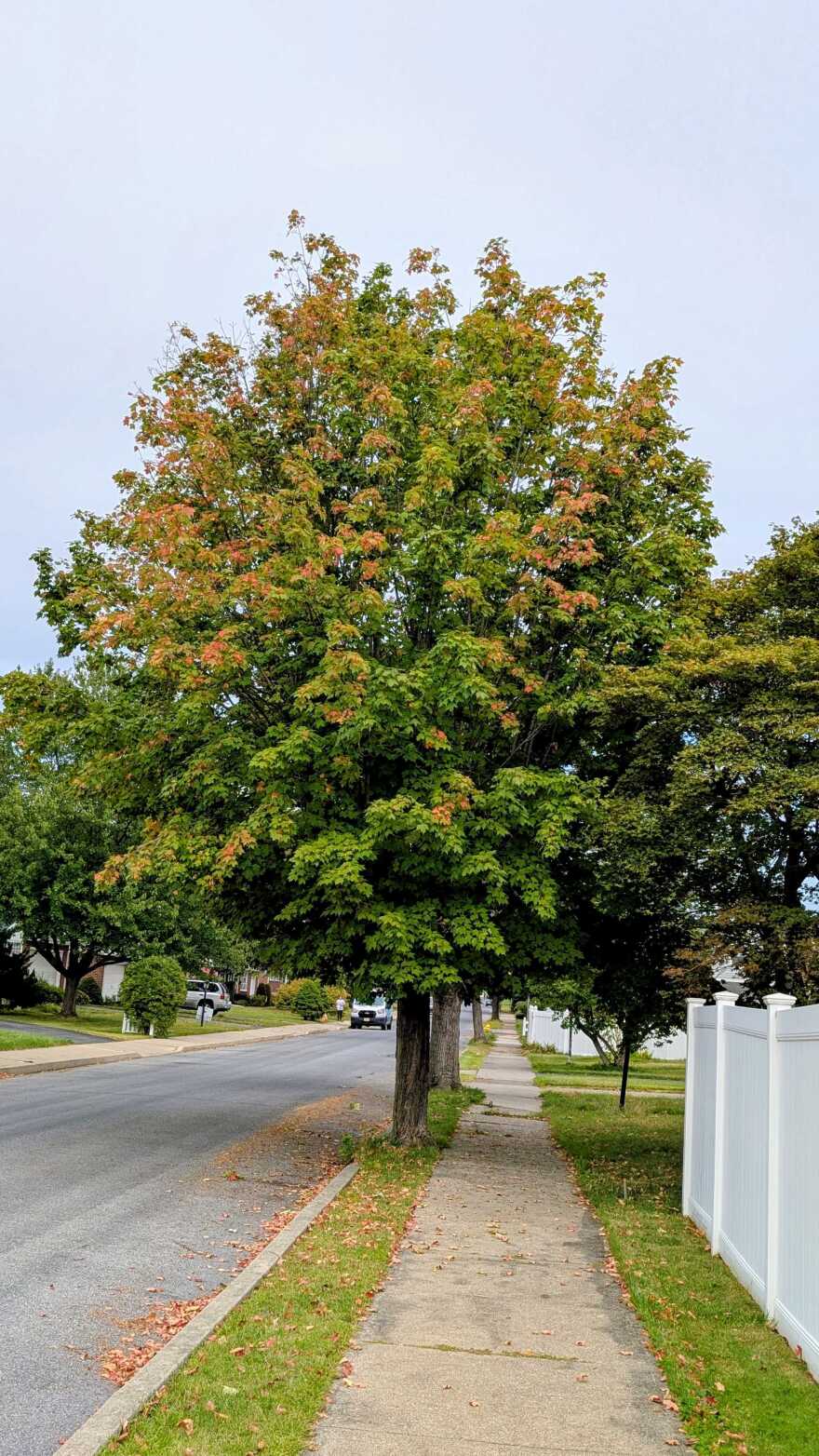 2020 fall foliage