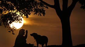 Pet insurance