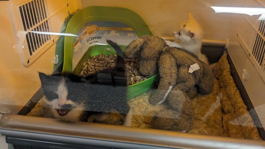tiny kittens in an incubator