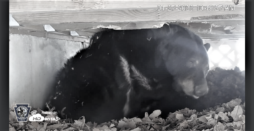 Bear under deck.png
