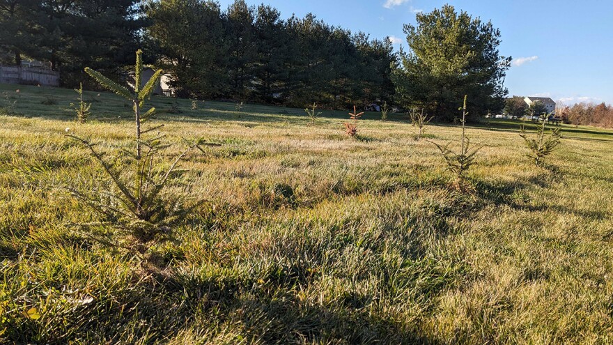 Angel Tree Farms Back Field.jpg
