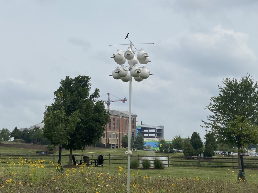 Purple martin - St. Luke's