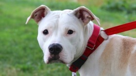 white dog with dark eyes on a red leash