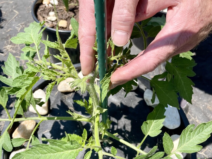doublebloomtomato.jpg