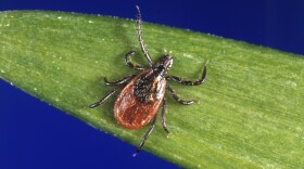 Ticks Lyme Disease