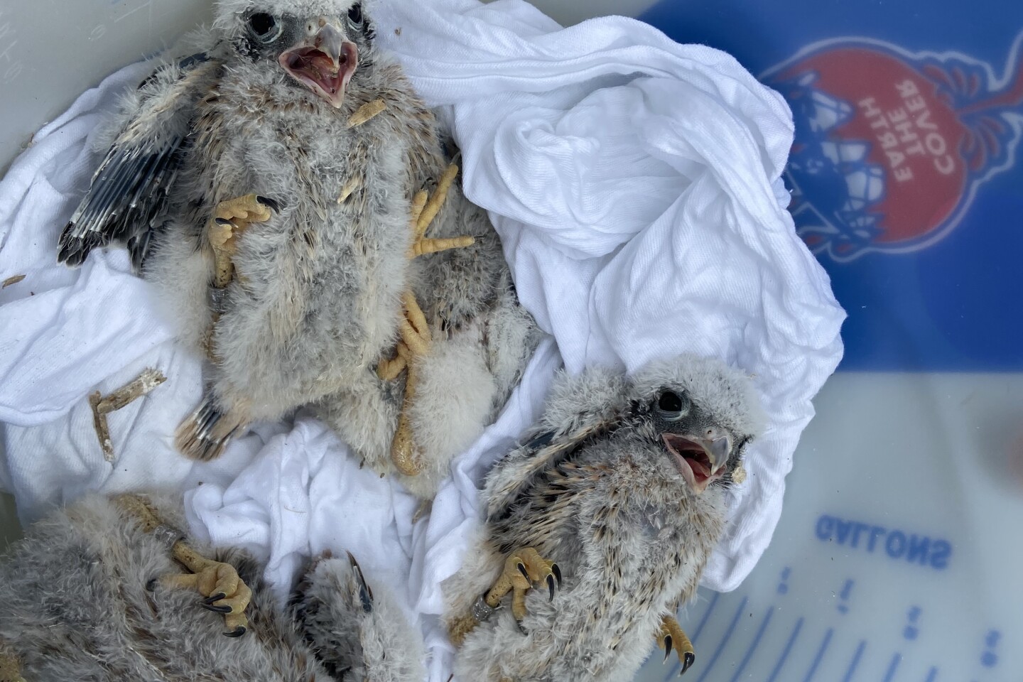 American kestrel banding at Grand Central Landfill