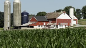 A field of corn is seen on a farm, Wednesday, July 11, 2018, Lancaster County, Pa.