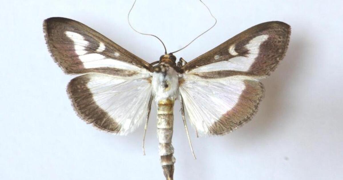 Box tree moths were discovered for the 1st time in Pa. What Lehigh