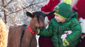 HolidayGoat.jpg