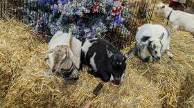 three very small baby goats underneath an artificial christmas tree with lights.