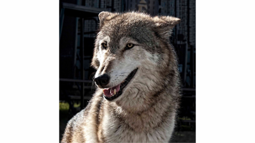 Wolves of the World