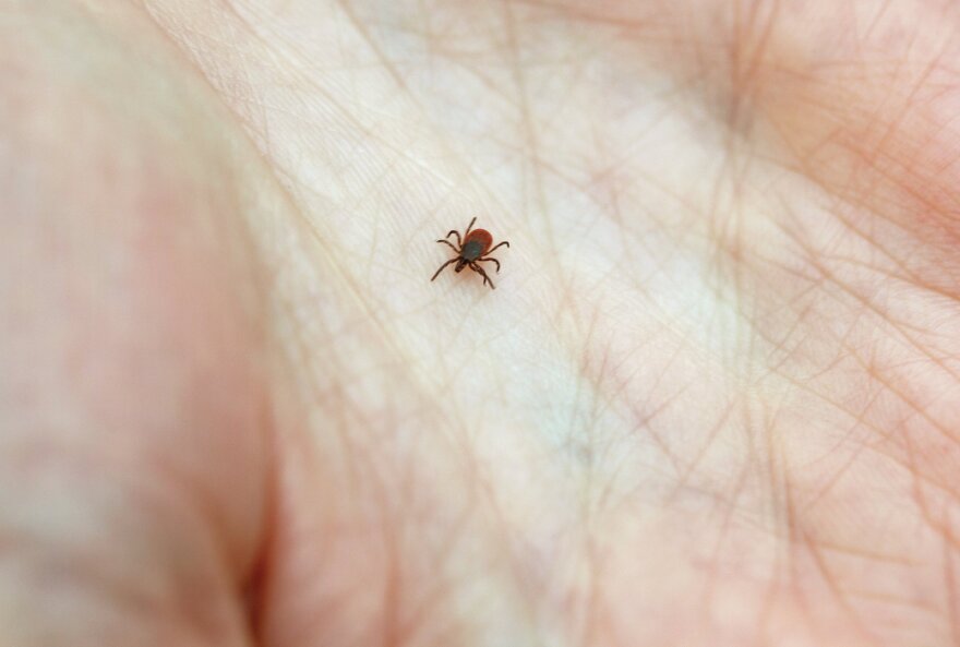 ticks-npr