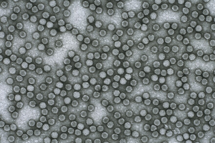 polio-virus