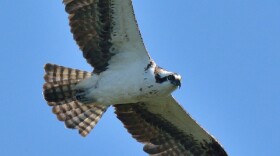 Osprey