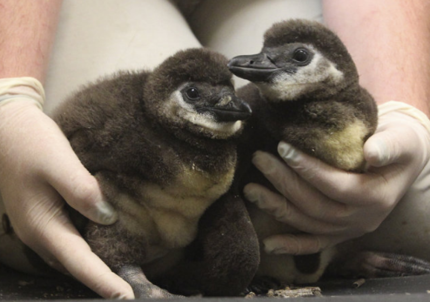 LV Zoo penguin babies