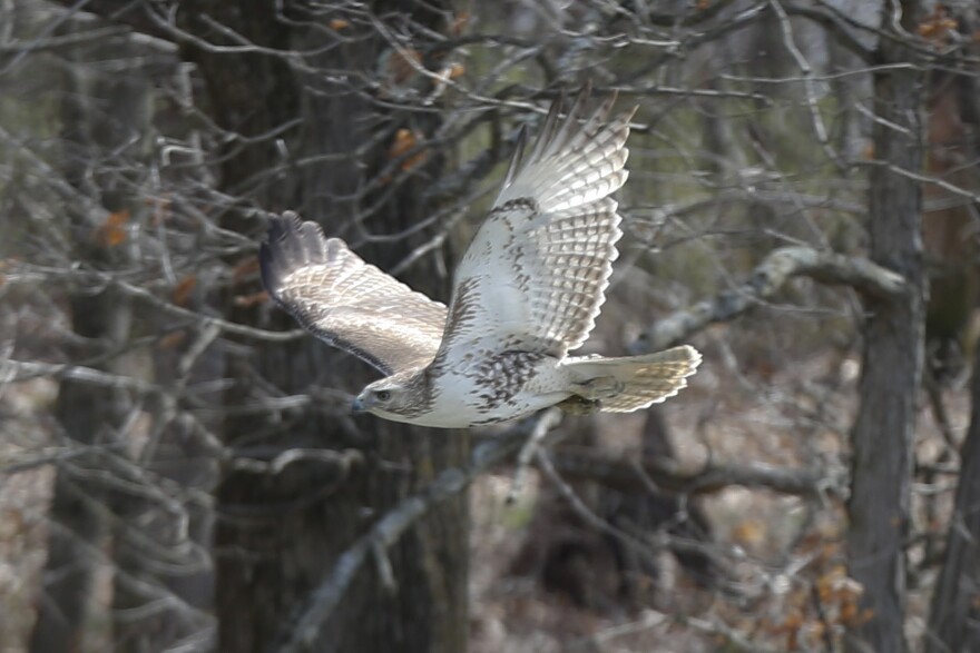 Red-tailed hawk