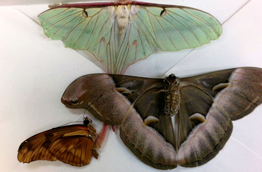 60 dead butterflies headed for Poconos intercepted by U.S. Customs