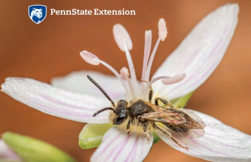 Bees of Pennsylvania