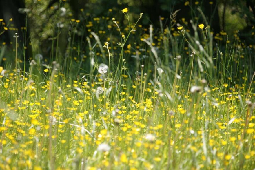 meadow photo 01