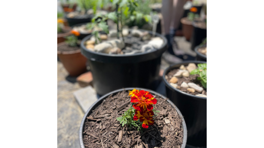 marigoldshelptomatoplants.jpg