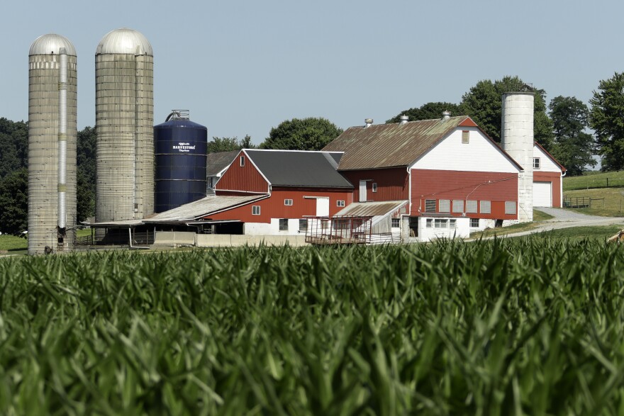 A field of corn is seen on a farm, Wednesday, July 11, 2018, Lancaster County, Pa.