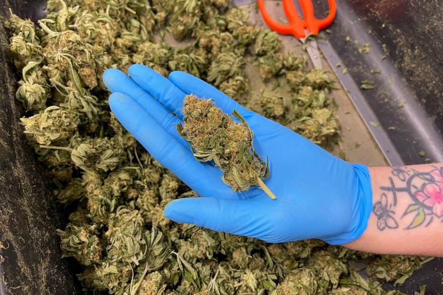 Cannabis is shown in this file photo.