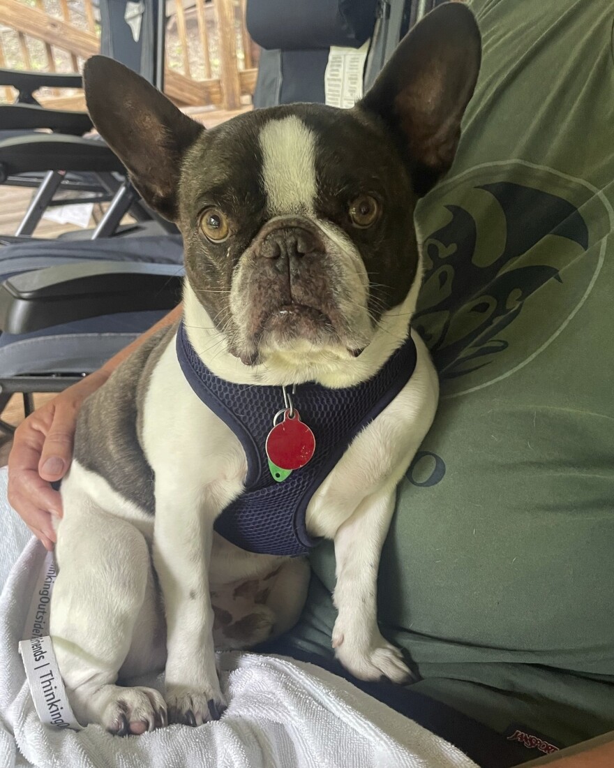 Dog Abandoned at Airport