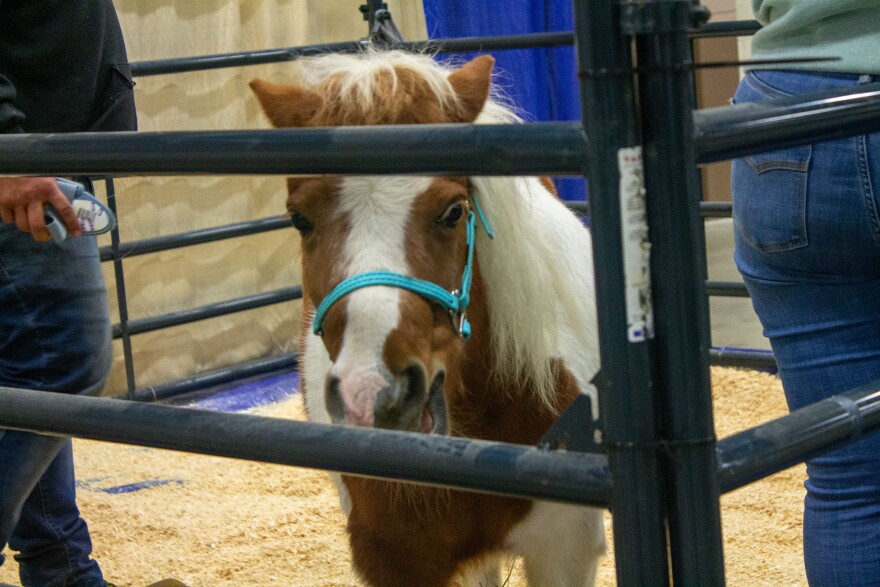 Pony