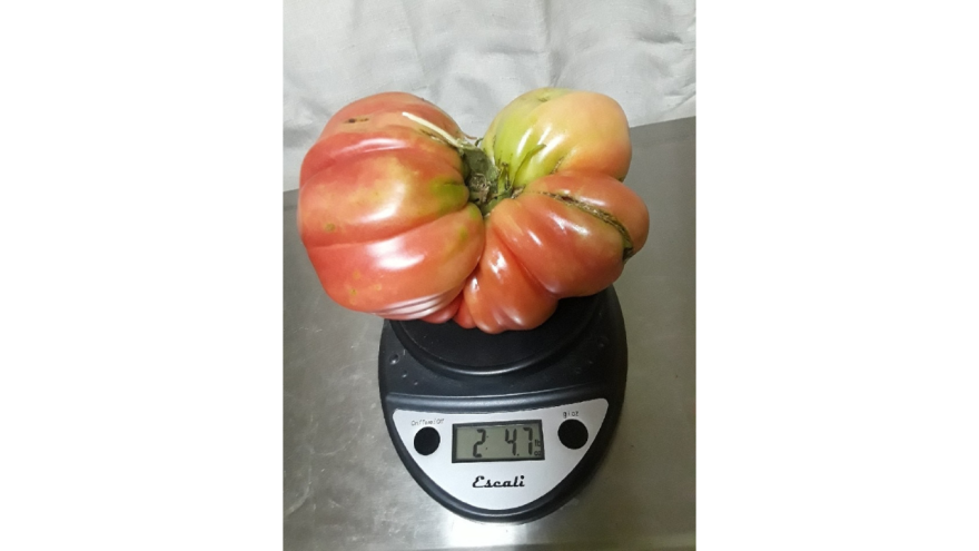 Megazac heirloom tomato