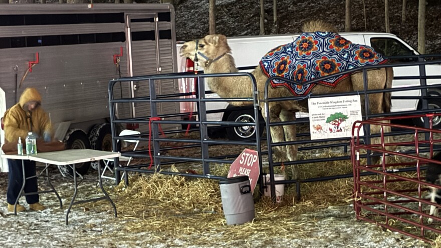 Camel at Los Reyes Mago in Allentown