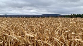 cornfield in lower mac.jpg