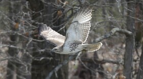 Red-tailed hawk