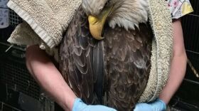 This bald eagle died from lead poisoning in September 2022 despite efforts by Centre Wildlife Care to treat it. Centre Wildlife continues to treat birds that ingest toxic levels of lead from hunting ammunition and fishing gear.