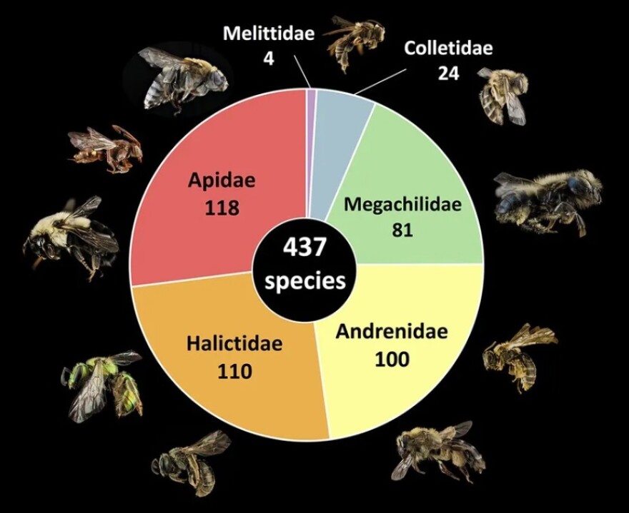 bee diversity