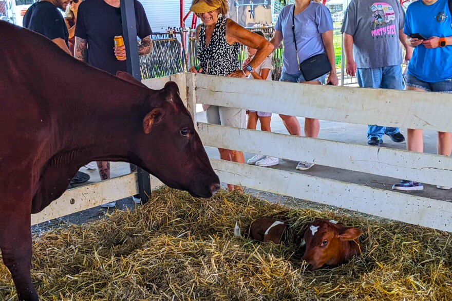 Baby cow allentown fair