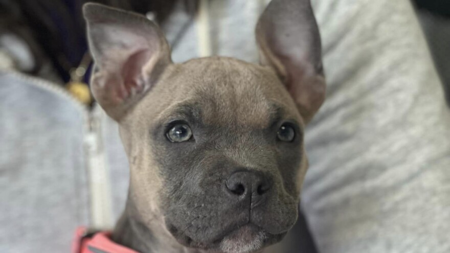 Sanctuary Haafsville Clover3.jpg