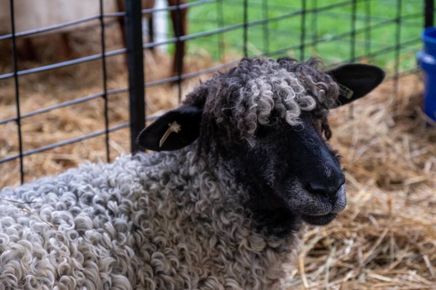 SHEEP.jpg