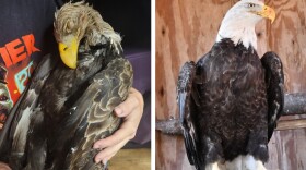 Napoleon before and after Pocono Wildlife