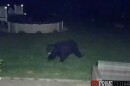 Bear roaming a backyard in Palmer Township