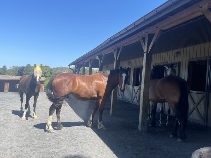 horse and shadow.jpg