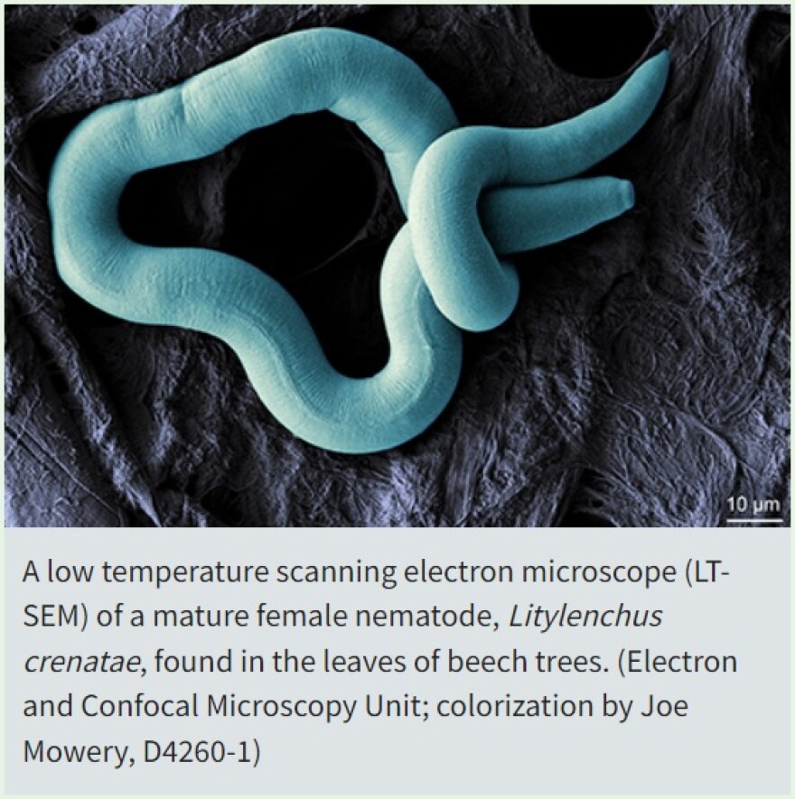 nematode USDA