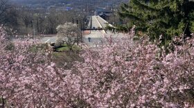 cherry blossoms