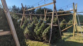 Angel Tree Farms Trees.jpg