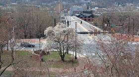 Trees in bloom