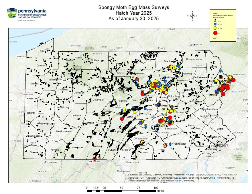 Spongy Moth Egg Mass Surveys 2025